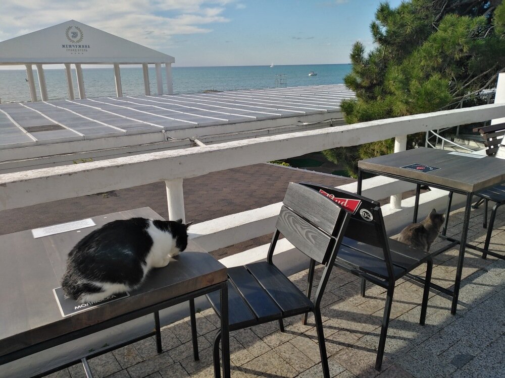 Основные посетители кафешек на набережных сейчас ;) "Усы, лапы и хвост" - вот мои документы!))) Фото автора