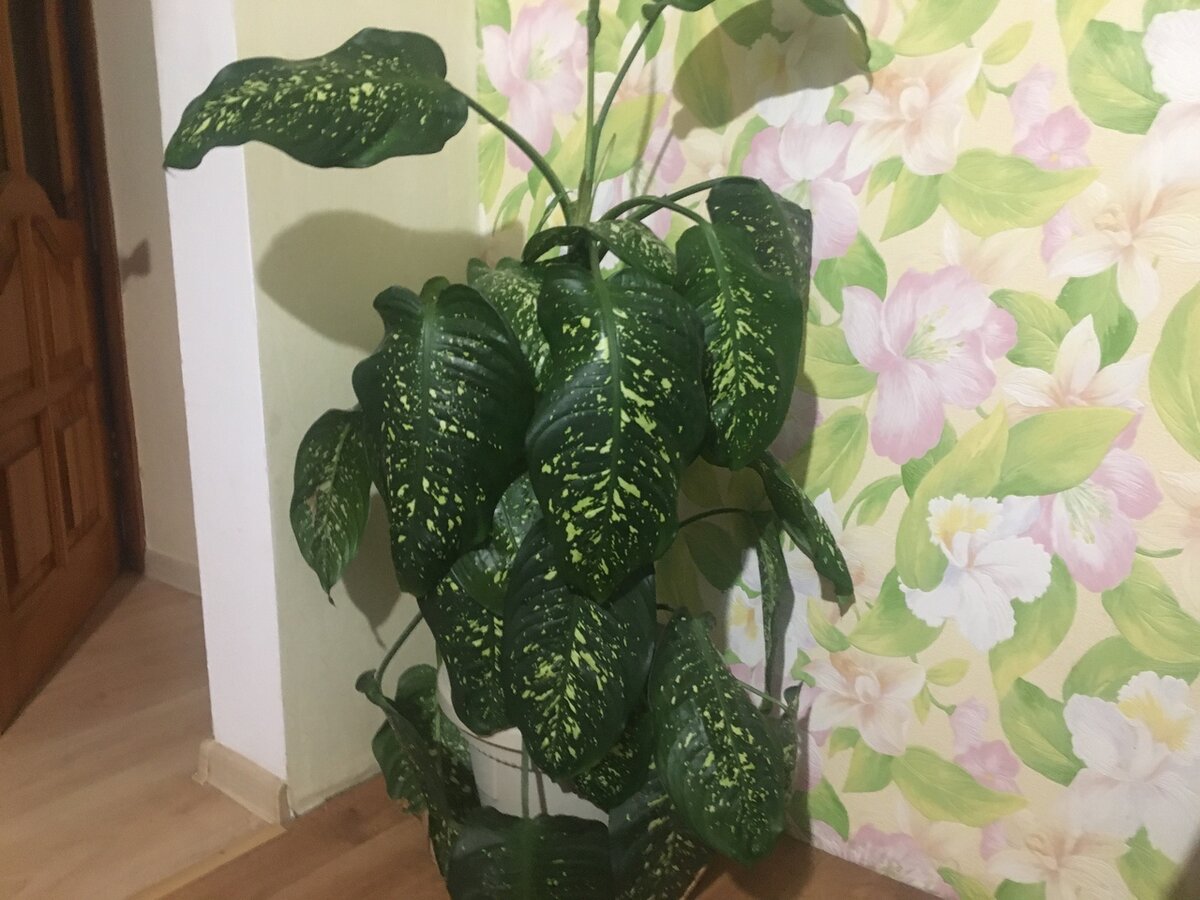 Диффенбахия. Фото автора