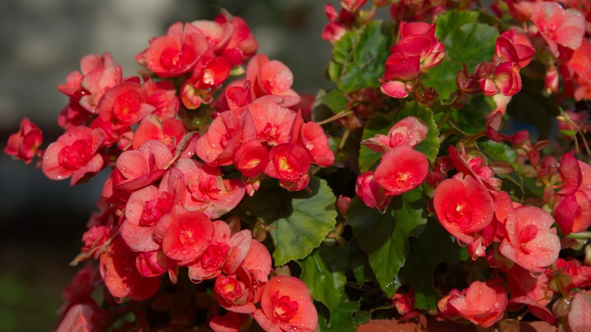 Бегония Элатиор