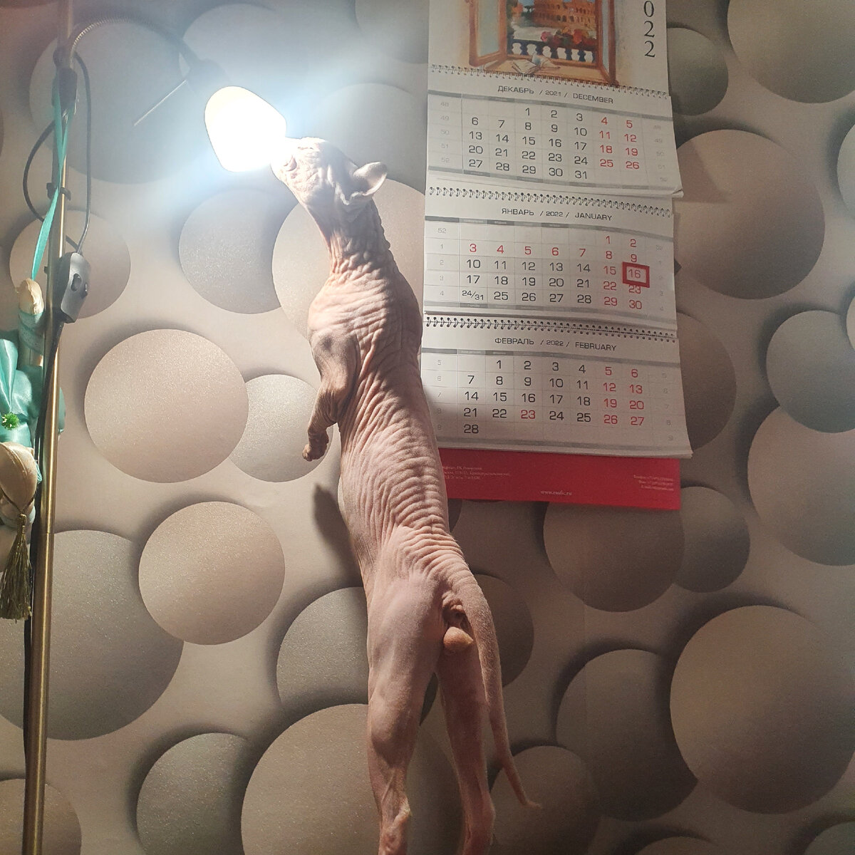 Фото из личного архива. Кот Морсель