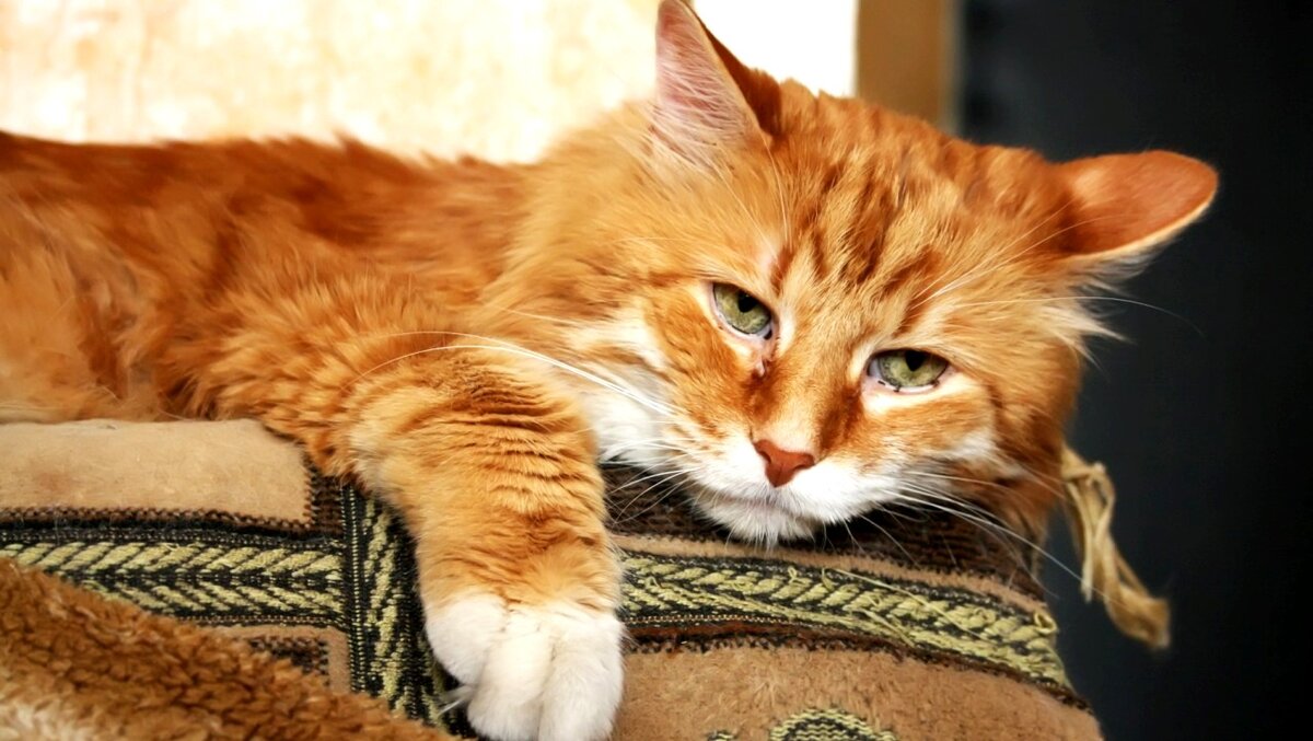 Грустный кот