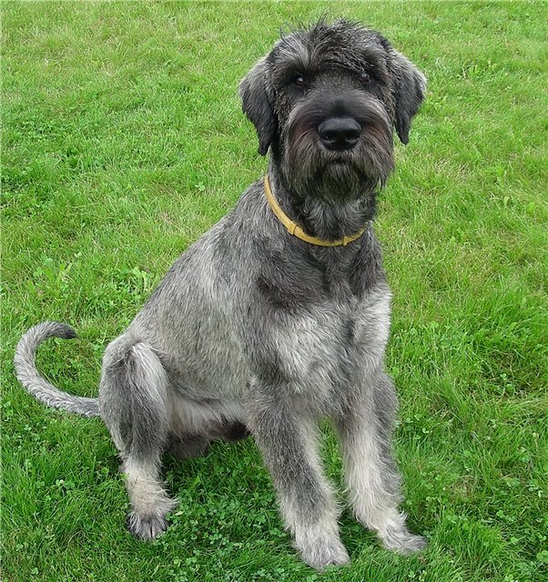 Глорис Дитрих фон Даринг