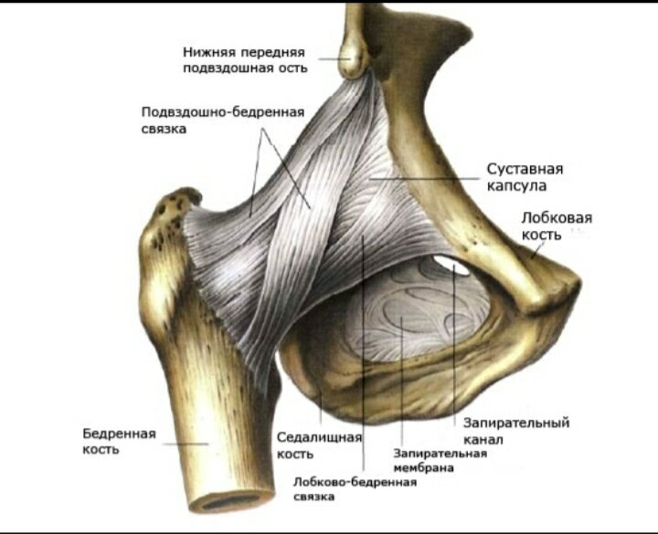 Тазобедренный сустав строение анатомия с мышцами