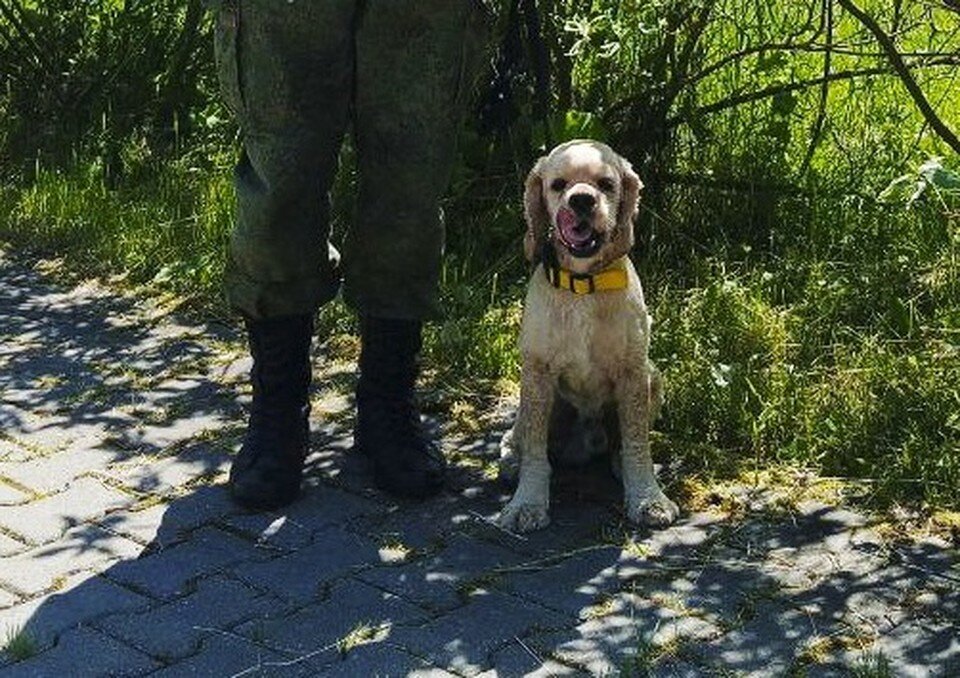     Арчи один из лучших четвероногих сотрудников на границе. Фото: ФСБ