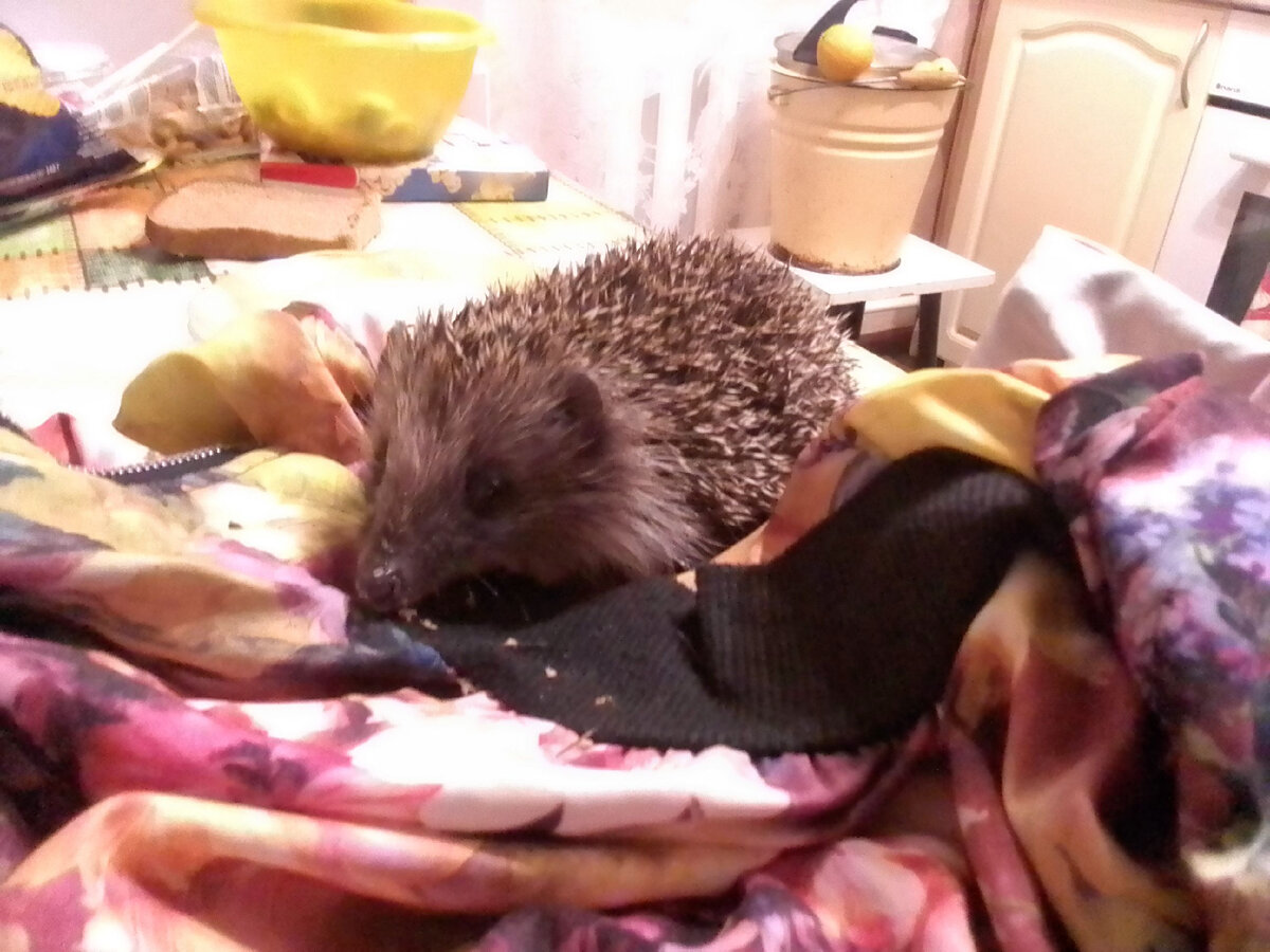 Кстати, почему то от него пахло рыбой. Но этот ёж был вполне здоров, в отличае от своей сестры