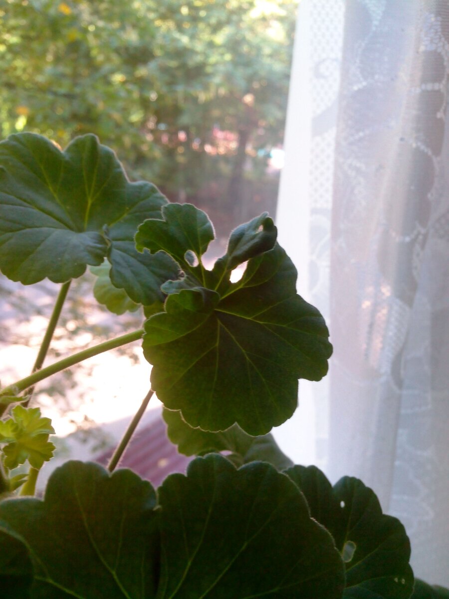 Знаете такого красавца - Луговой мотылек? Его гусеницы всеядны - поедают все подряд!!!