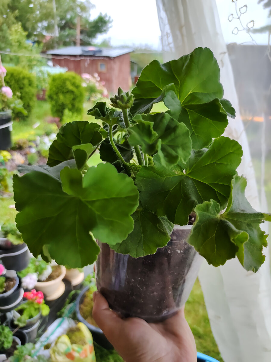 Ю Царская Невеста 19.06.2023