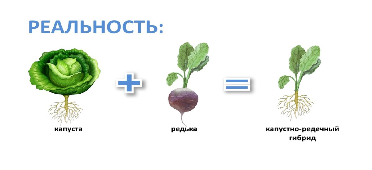 В 1924 году советский учёный Георгий Дмитриевич Карпеченко решил создать гибрид капусты и редьки. Зачем?-2