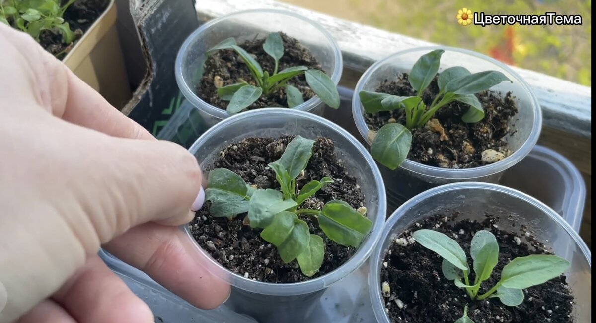 Рассада физостегии. Сделала скрин из своего видео-сюжета про цветочную рассаду. 