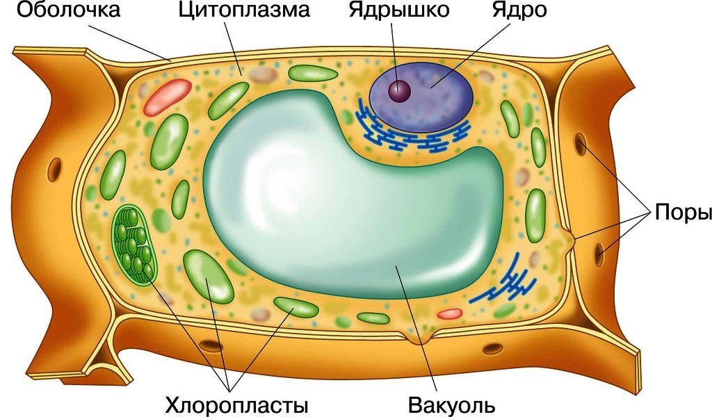 Строение растительной клетки рисунок