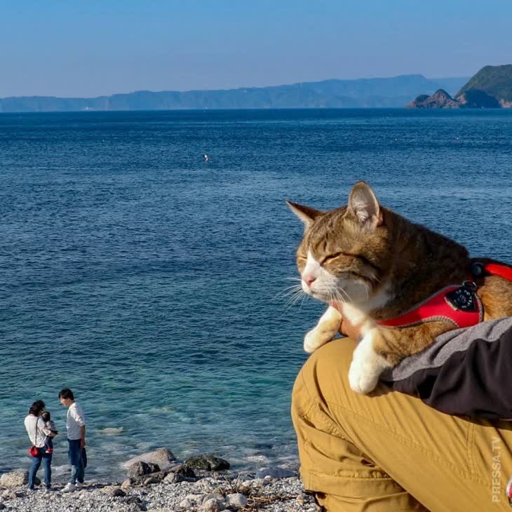 Путешествия с пушистыми друзьями