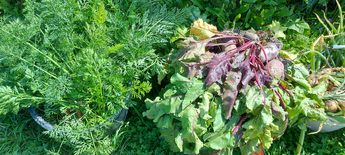 Салат из свёклы на зиму. Фото из личного архива.