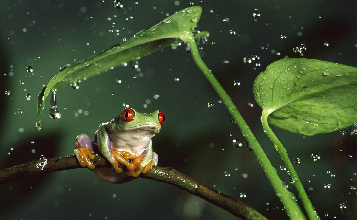 Вероятно - красноглазая квакша. (Из открытых источников)