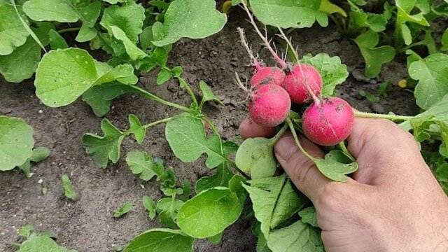 Дорогие читатели, рада приветствовать вас! Сегодня мы обсудим важный вопрос: почему осенняя посадка редиса стоит вашего внимания. Наверное, никто не может представить себе весенний огород без редиса.-2