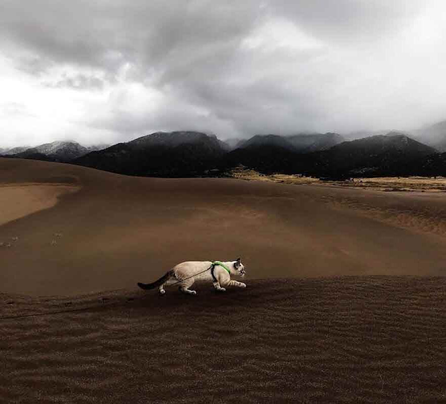 Кот балу и пес Генри путешественники