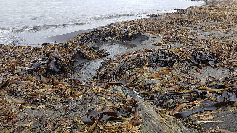 Длинный морской пляж с выброшенной повсюду ламинарией стелется узкой полоской, удобной для высадки десанта.