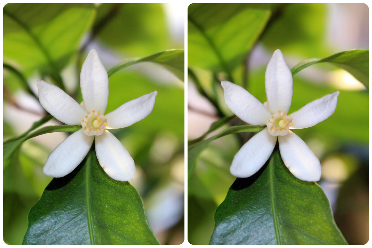 Стереофотография. Цветок Каламондина