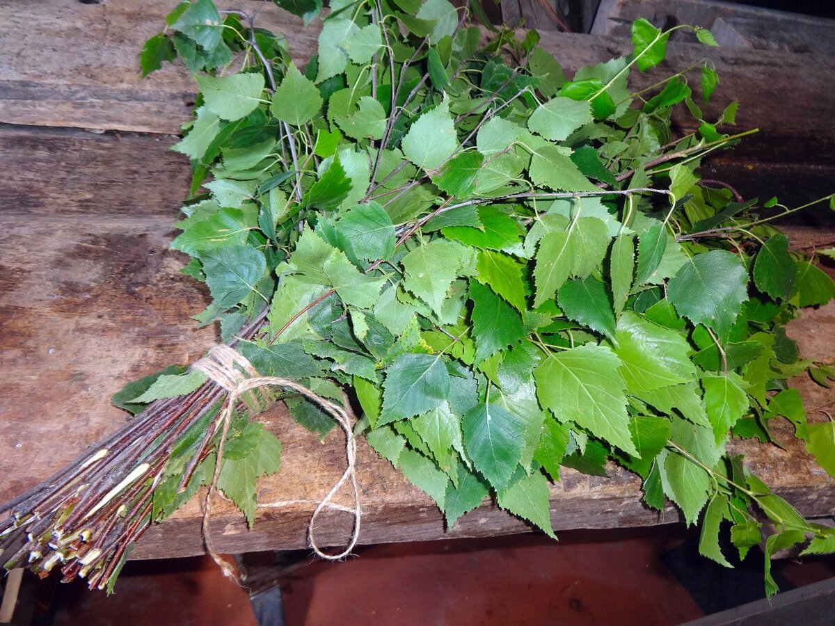 Банный веник из березы