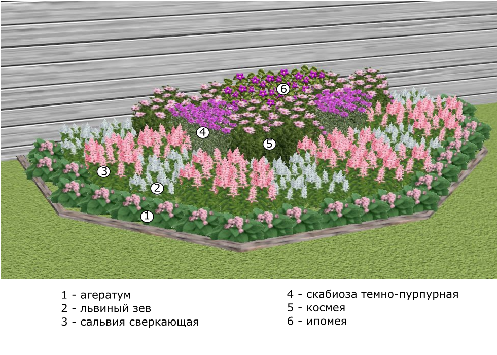 Клумбы из однолетников цветущие все лето со схемами, названиями и фото