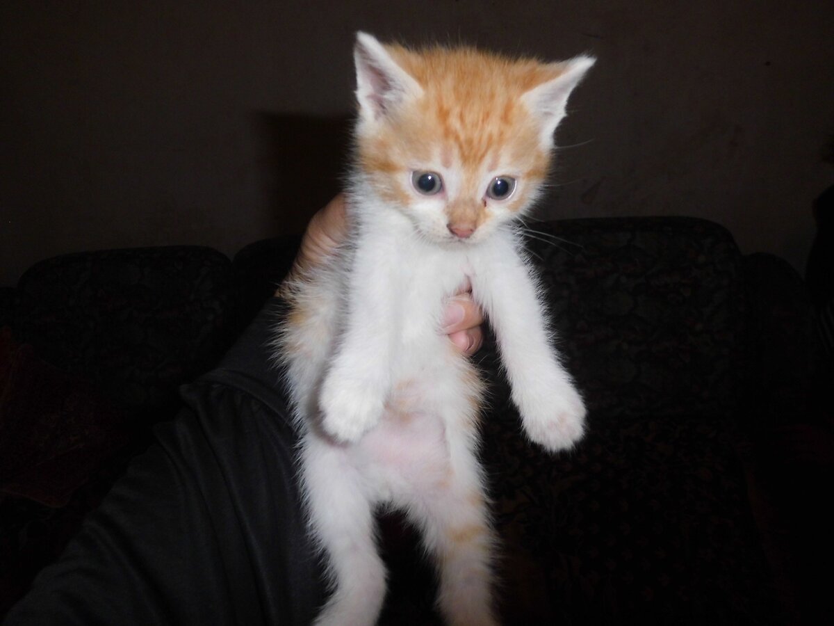 Котята донецк олх. Котята днр. Котята днр. Авито котята британские. Котята днр.