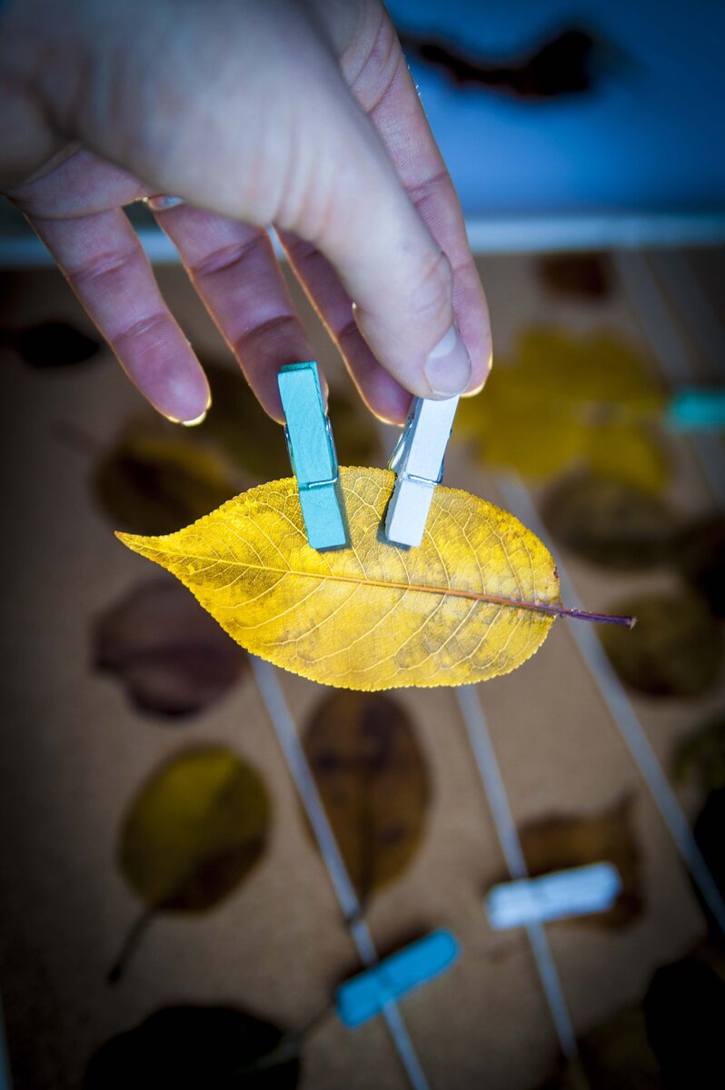 веретенченко варя. ясень обыкновенный лист. листья осенью. варя листья. варя листья.