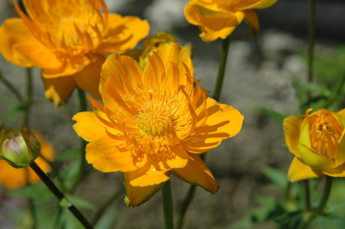 Trollius komarovii