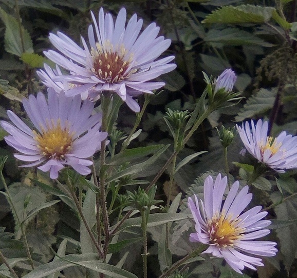 Автор фото: Максим Вишневский 