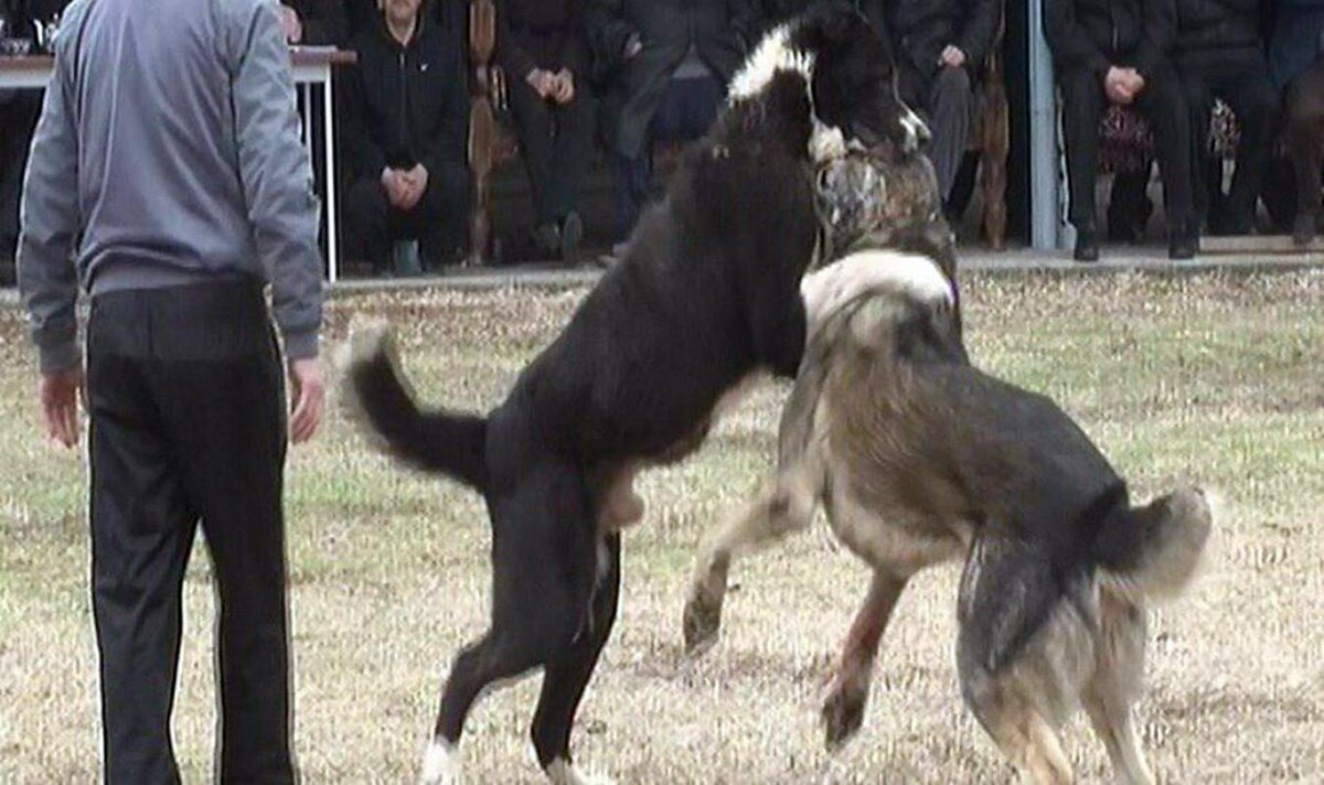 Собаки Черный и Али, бой в Янгиабаде. Фото «Ферганы»
