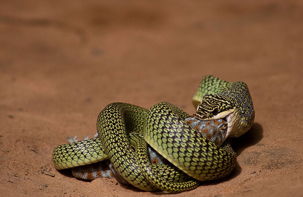 Травоядные змеи. Chrysopelea taprobanica. Змея Тайпан голубая. Райская летучая змея. Золотая гадюка.