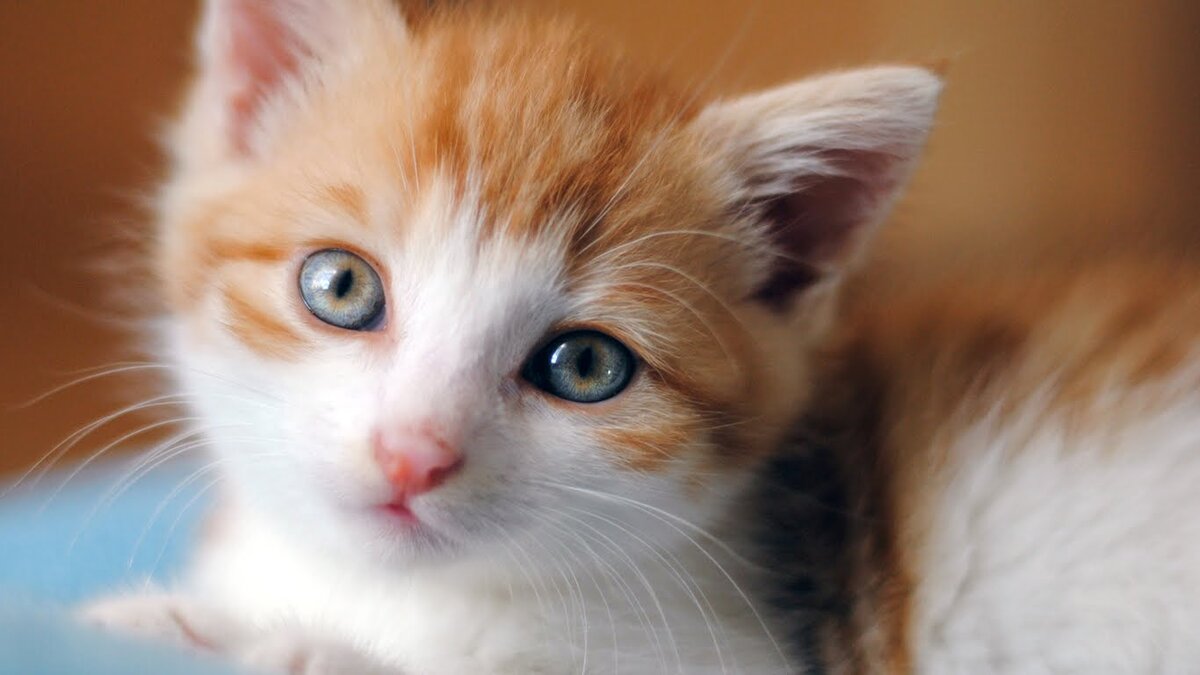 Источник: http://images6.fanpop.com/image/photos/41500000/adorable-kittens-kittens-41542780-1366-768.jpg