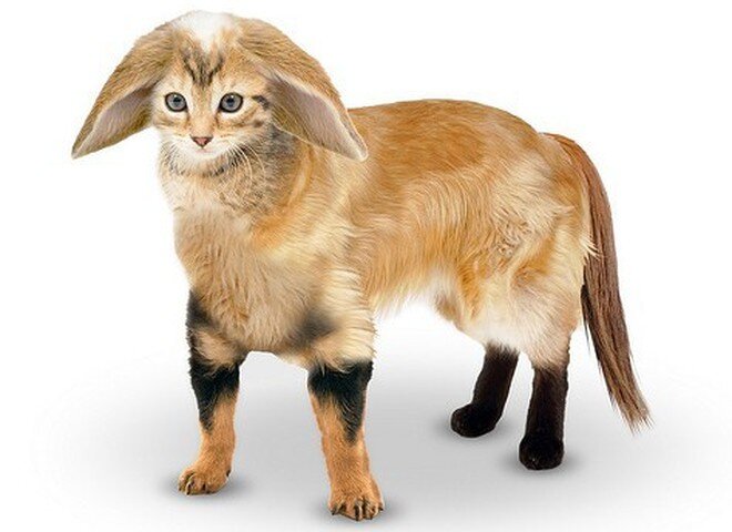 Котокролик