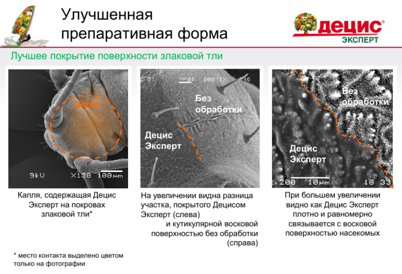 Пример взаимодействия препарата «Децис Эксперт» с поверхностью насекомого, на примере злаковой тли. По материалам сайта https://www.cropscience.bayer.ru