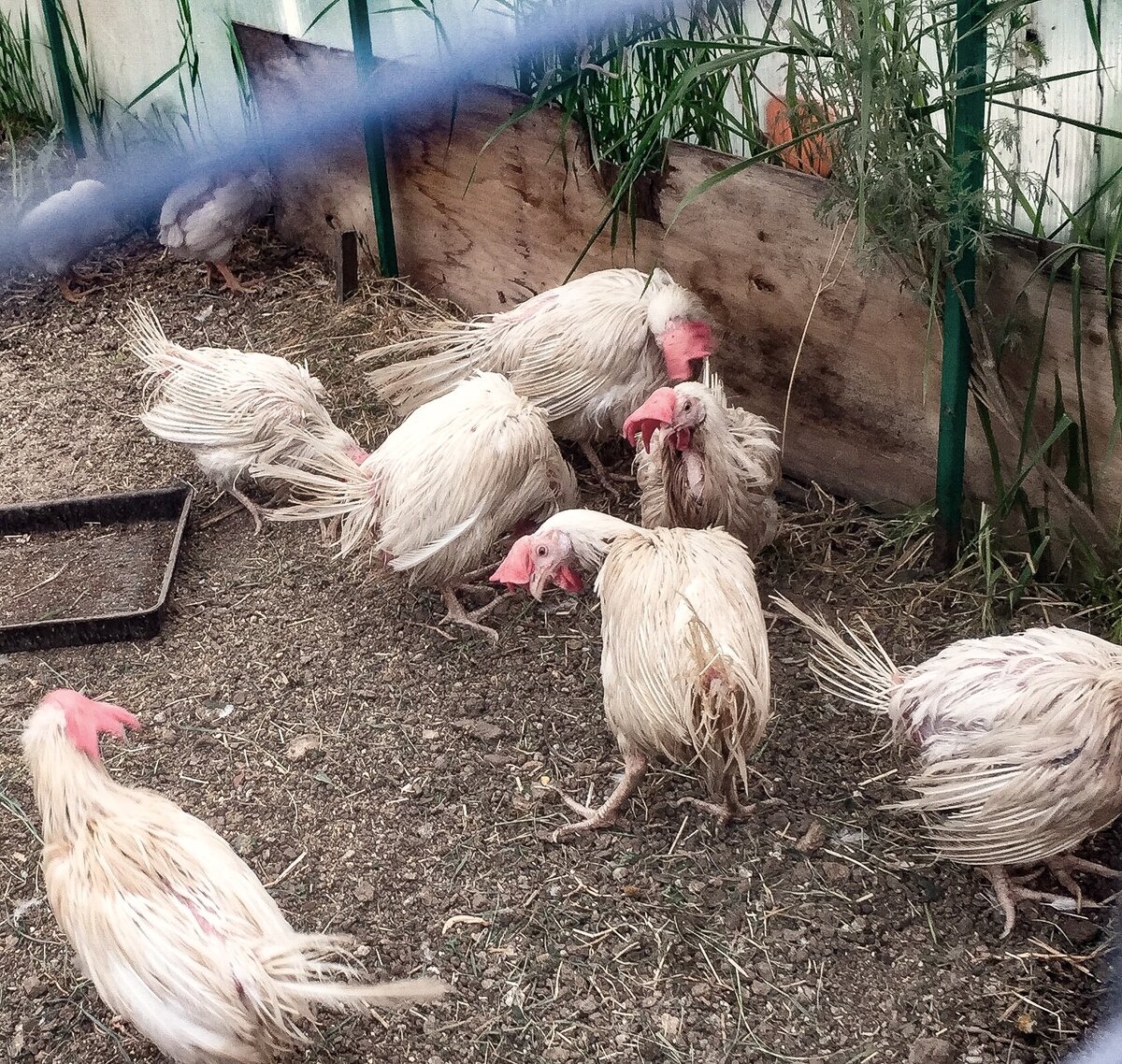 После дождя. Вот такие жертвы несут яйца для магазинов. Страшная несвоевременная линька, когти по 5 см, расклёванные в кровь головы, «соломка» вместо хвостов, взаимное поедание перьев...