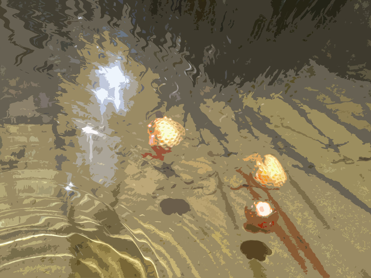 клубничка в пруду