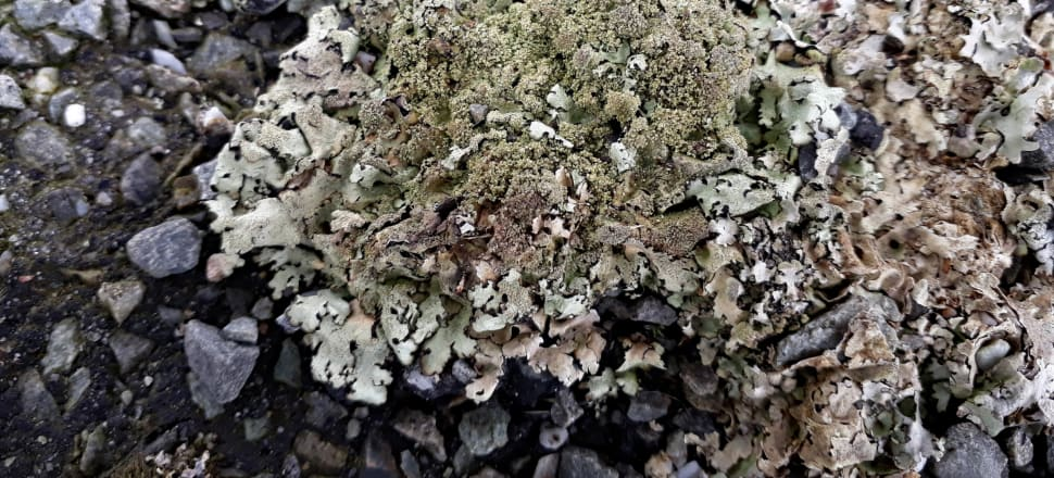 Xanthopаrmeliа  scаbrosа 