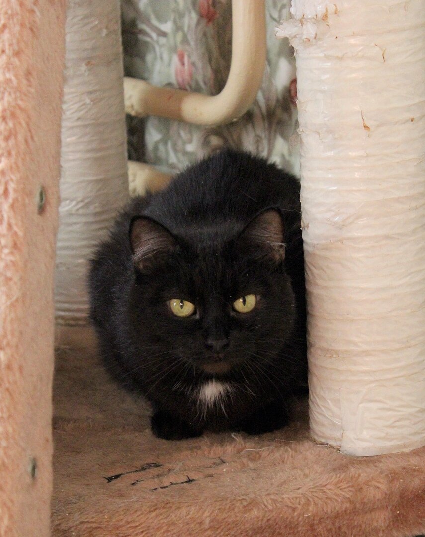 Кошка Алиша из Банды Дворян