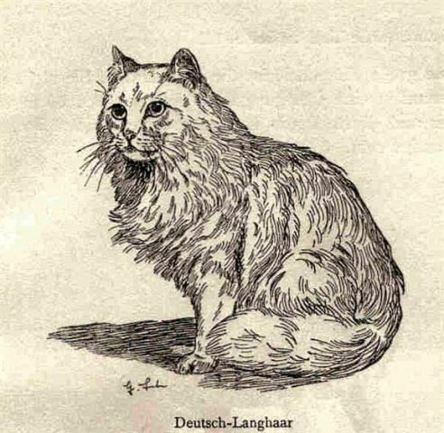 Рисунок из научных архивов

Source: https://www.arktur-cats.ru/media/images/breeds/dhl.jpg