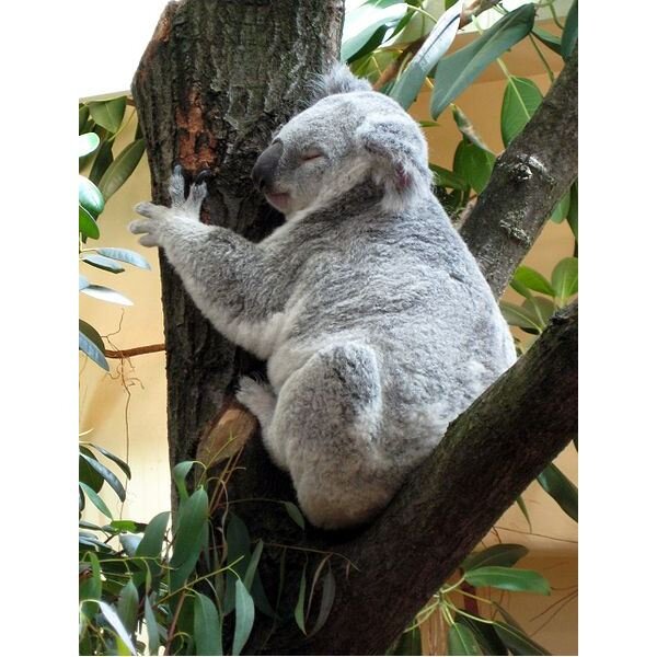 Коала в зоопарке Шенбрунн (Австрия, Вена). Источник: Яндекс Картины.