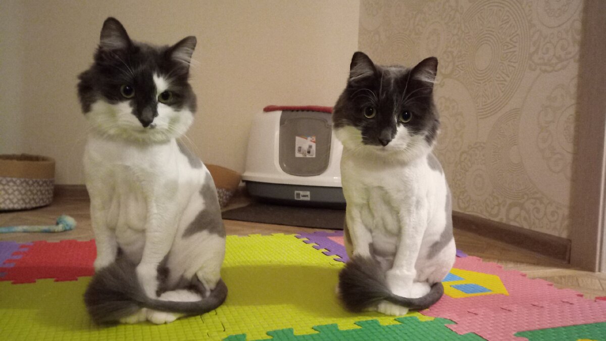 Двое из ларца