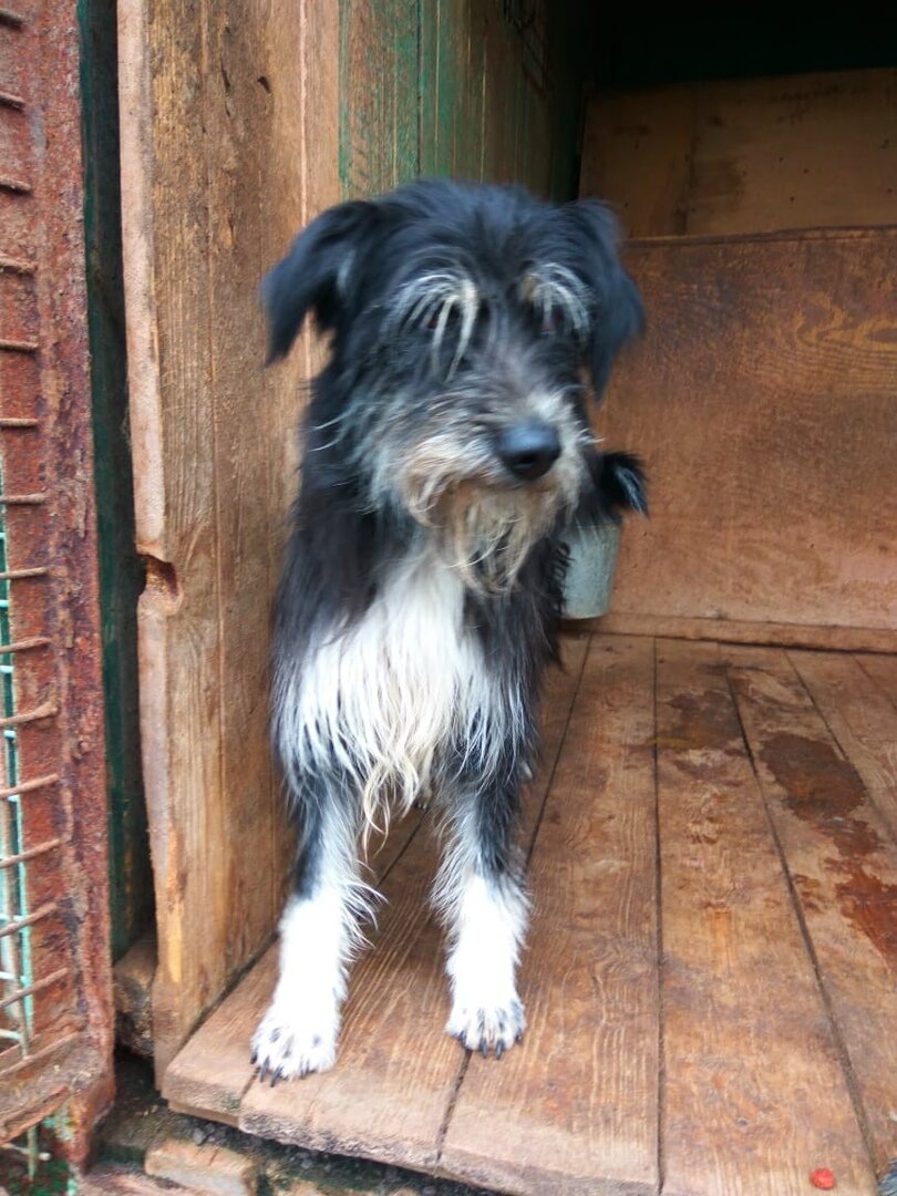 Бэт - приют Солнцево