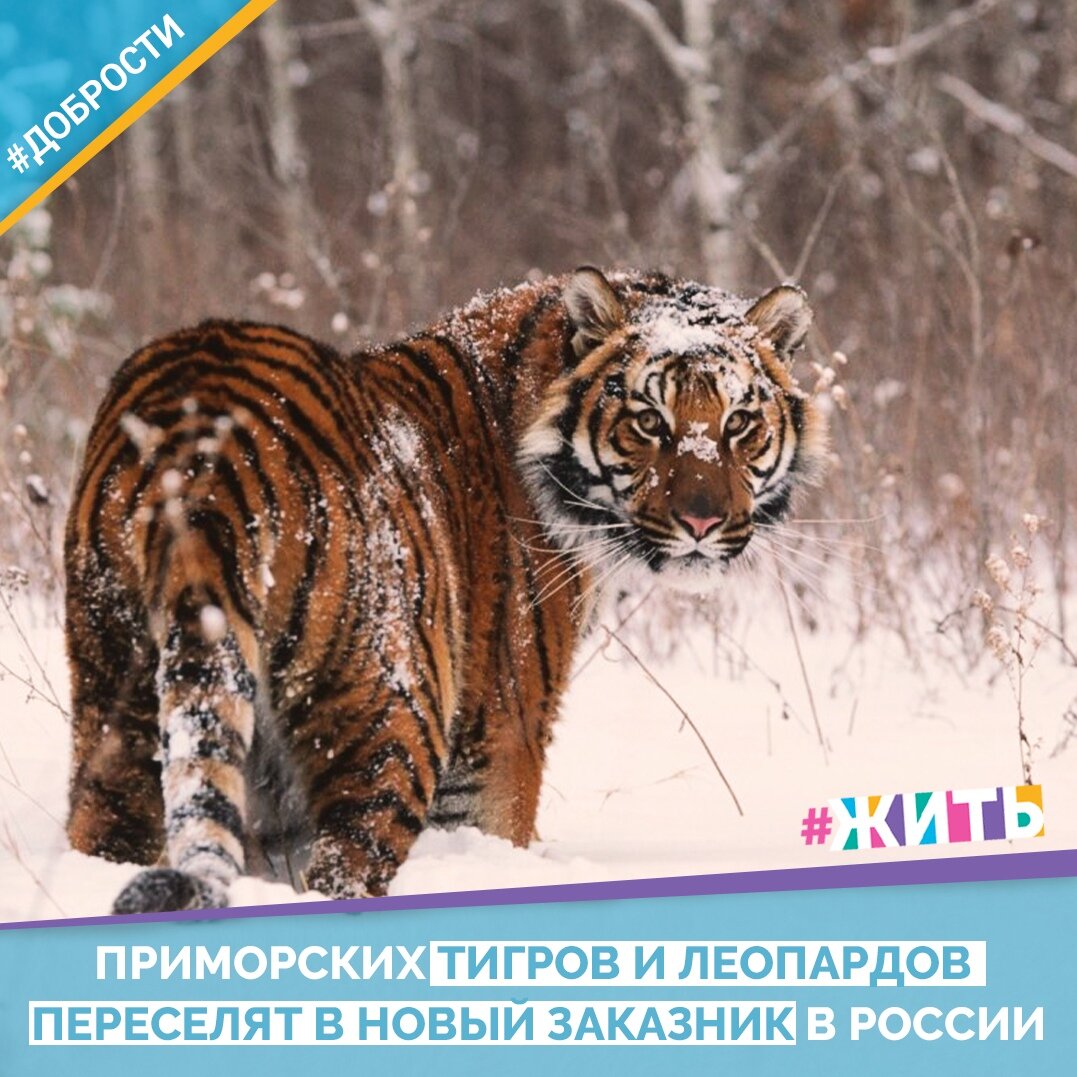 Рубрика "Добрости"❤️😁

ПРИМОРСКИХ ТИГРОВ И ЛЕОПАРДОВ ПЕРЕСЕЛЯТ В НОВЫЙ ЗАКАЗНИК В РОССИИ

В Приморском крае для сохранения популяции местных хищников создали новую охраняемую зону — заказник «Комиссаровский». Охота на животных в нем будет запрещена, сообщает ТАСС.

«Необходимо определить и пути перехода редких кошек через государственную границу, осуществить комплекс биотехнических мероприятий, чтобы увеличить численность копытных, выполнить противопожарные мероприятий», — отметил глава краевого департамента охотничьего надзора Дмитрий Панкратов.

Кроме того, по словам Панкратова, для эффективной работы заказника следует проинформировать жителей районов о границах охраняемой зоны. Для создания системы мониторинга животных нужно уточнить численность тигров и леопардов.

Всего на нацпроект «Экология» потратят четыре триллиона рублей, три из которых получат от инвесторов. Благодаря федеральному проекту «Сохранение биологического разнообразия и развитие экологического туризма» в России появится 11 специальных программ, которые позволят увеличить популяции редких видов животных, и 24 новые особо охраняемые природные территории общей площадью 5 миллионов гектаров.

Друзья, делитесь этой добростью у себя на странице☺️
 Пусть о хороших и добрых новостях узнает как можно больше людей 😁 😊

#жить #проектжить #добрости
