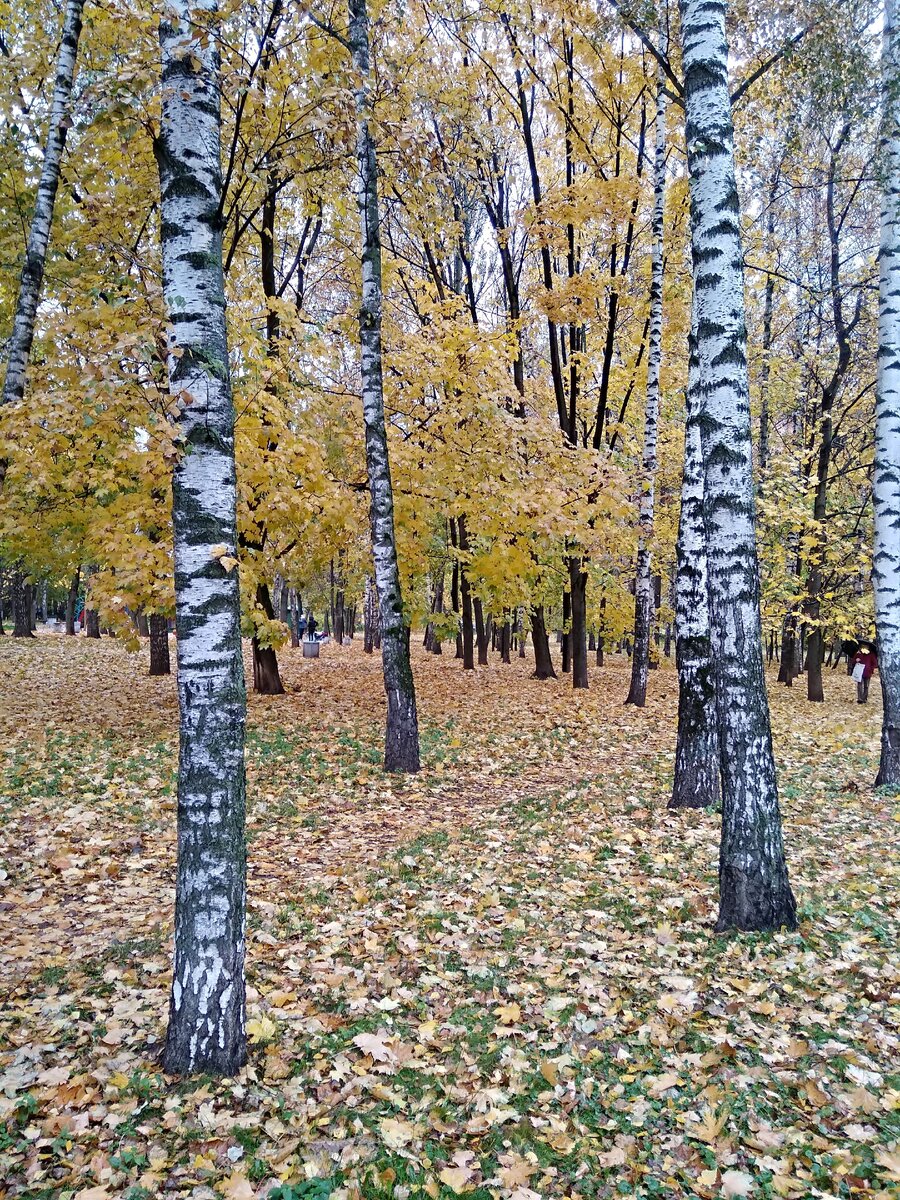 ПРОСТО ЖИЗНЬ продолжалась и время пришло рассказать про девочку Валю которая была любимой внучкой Иллариона и Ульяны .И единственной дочкой  Степаниды .Девочка росла умницей  и добрым ребёнком .И  ещё она была красавица и рукодельница .Я могу  гордится своей мамой .ЕЁ интересовало всё  шитьё вязанье (я помнё диван книжку нижний ящик был полон выкройками разных моделей платьев ,выкройки были от 40х годов  и ещё много схем вязаний крючком и на спицах )ещё я помню Этажерку с книгами  некоторые названья  тайна белого пятна или вирус Б13 .,голова професора Доуэля  ,красное и белое.Мама очень любила читать .Девочка росла взрослела и пришло её время влюбится .В это время в деревню приехали два молодых парня Александр  и Николай.Николаю сразу понравилась девушка с голубыми глазами и длинной черной косой ниже пояса.Илларион на тот момент уже ушёл из жизни.Двум женьщинам  и молодой девушке  тяжело содержать дом без хозяина  .А Валентина и Николай полюбили друг друга   и стали жить вместе.Вот так жизнь продолжается и как  на самом деле звали Николая я расскажу в следующих историях потому что это ПРОСТО ЖИЗНЬ