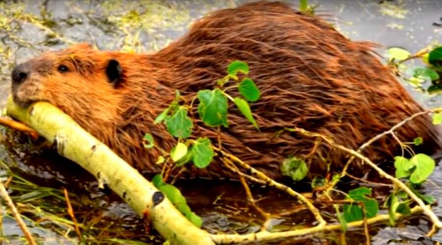 Речной бобр