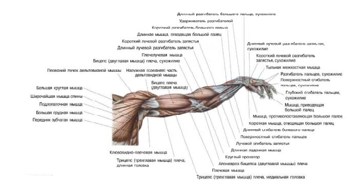 Возрождение Феникса. Том 3 (fb2)