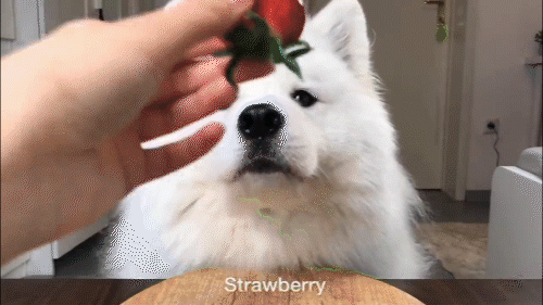 Собаки едят. Видео с сайта youtube