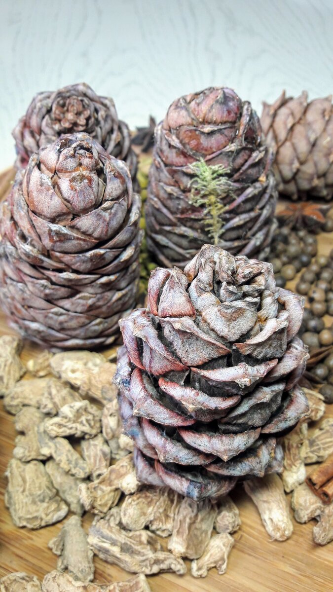 Сосна кедровая