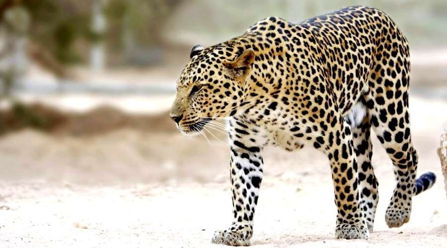 Леопард. Википедия