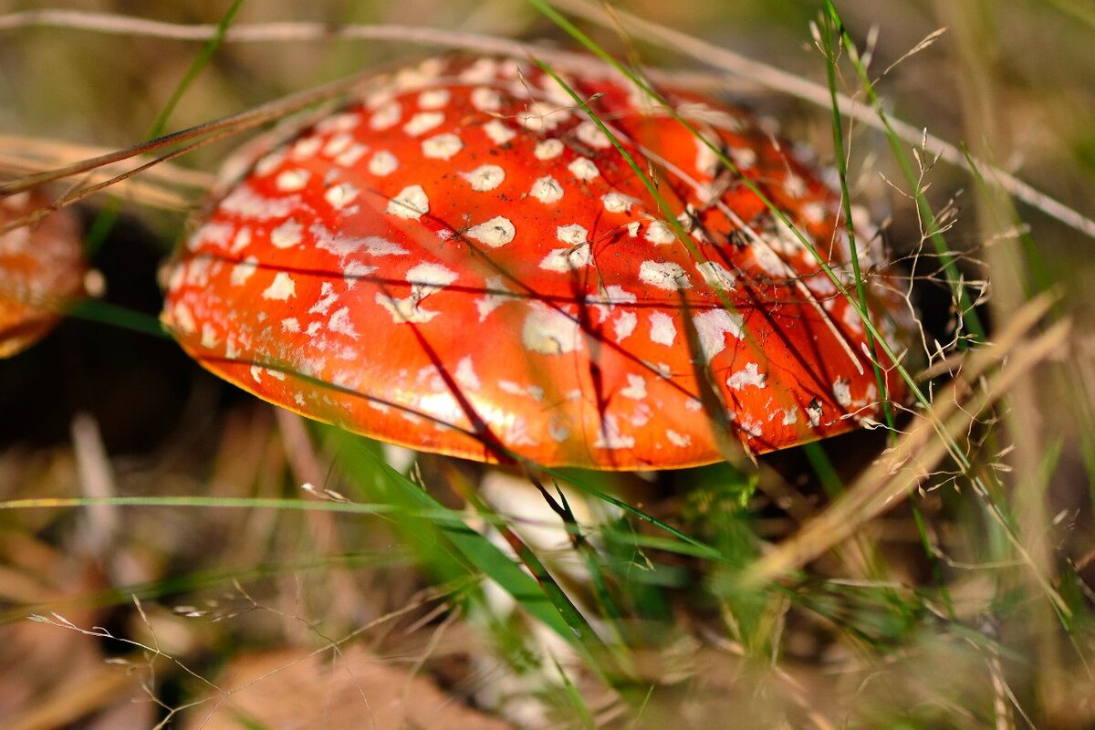 мухомор из осеннего леса