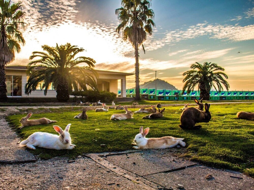 Остров Окуносима, где живут тысячи кроликов, умиляет туристов настолько, что они хотят остаться