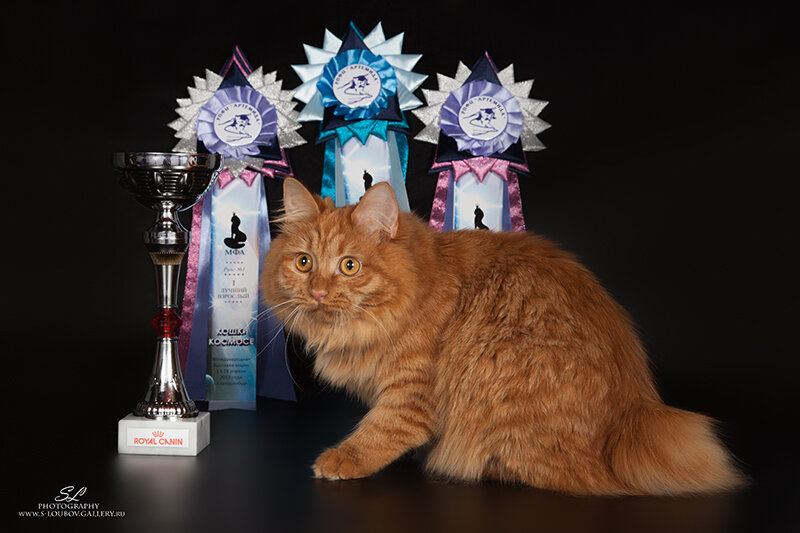 Майя Золотая Середина